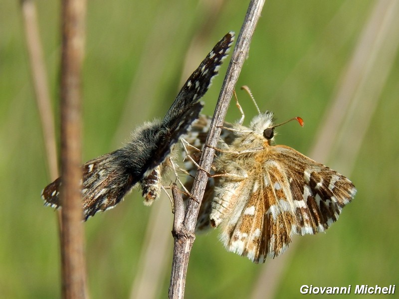 Pyrgus malvoides